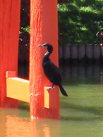 Double-crested cormorant at the Brooklyn Botanic Garden