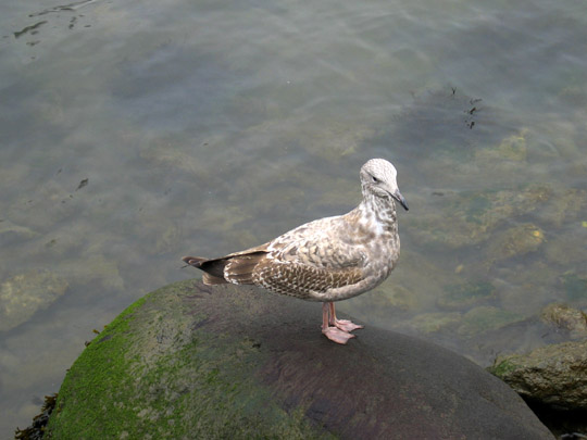Some sort of seagull
