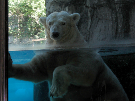 The polar bear at the Central Park Zoo