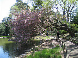 Cherry tree in the water at the Brooklyn Botanic Garden