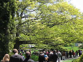 A river of people the Brooklyn Botanic Garden